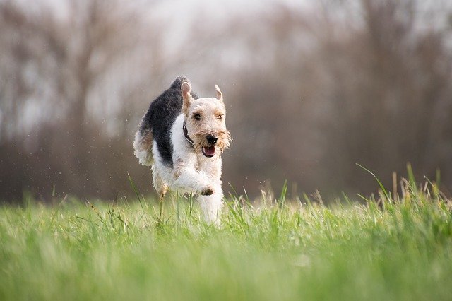 Ticks carrying Lyme disease live in grass and forests. Letting your pet play in these areas puts it at risk of infection.
