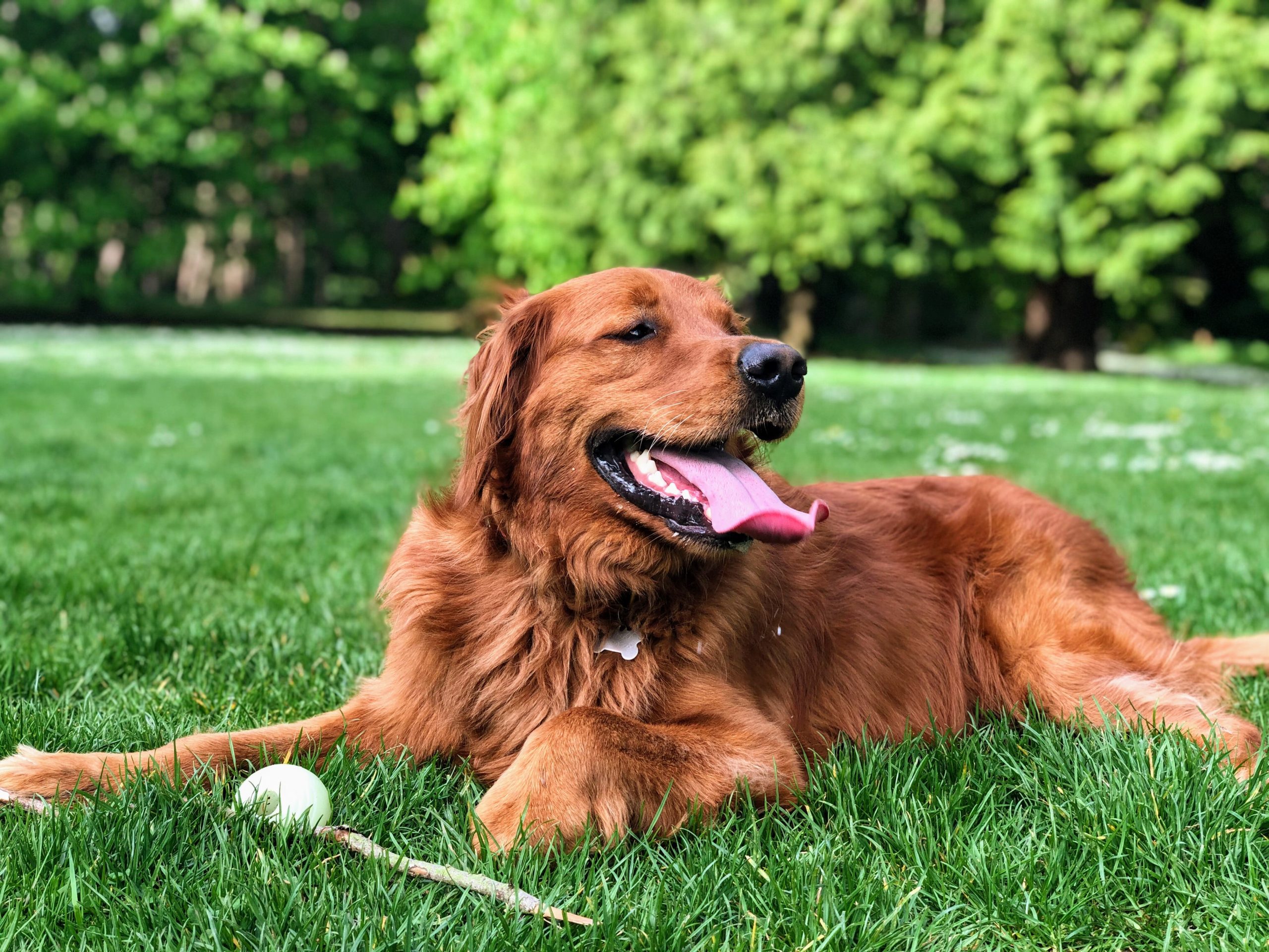 dog sitting in the grass