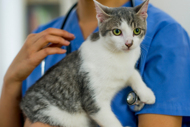 Cat at the veterinarian
