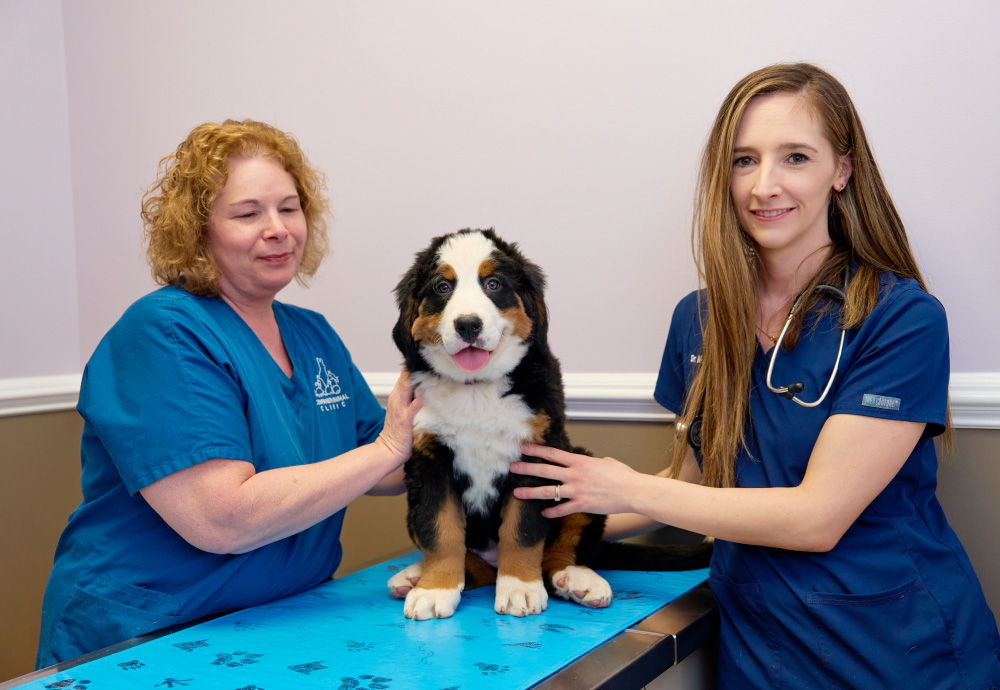Veterinarian and vet tech smiling at camera with Bernese Mountain Dog on exam room table
