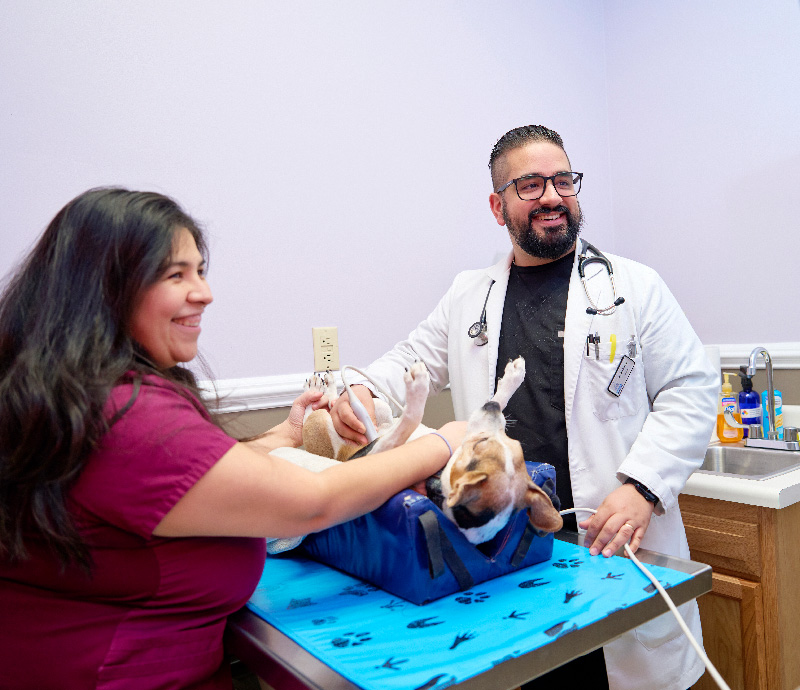 Veterinarian smiling and performing ultrasound on pet with vet tech