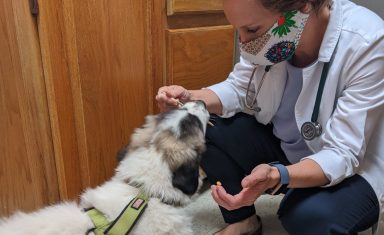 Dr Beckner giving a dog a treat