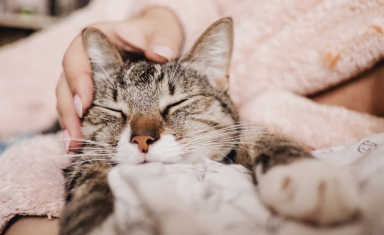 cat being snuggled by owner