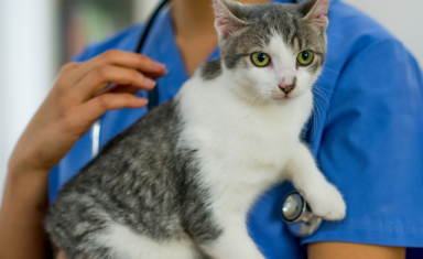 Cat at the veterinarian