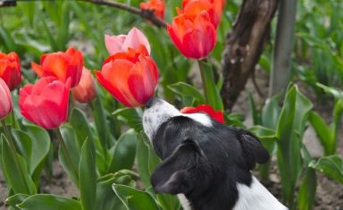 If your dog eats any part of a tulip, it could experience digestive problems like vomiting and diarrhea, which could lead to dangerous dehydration.