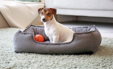 dog bed