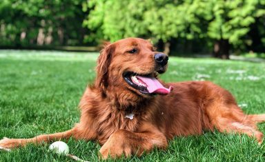 dog sitting in the grass