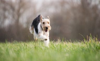 Ticks carrying Lyme disease live in grass and forests. Letting your pet play in these areas puts it at risk of infection.