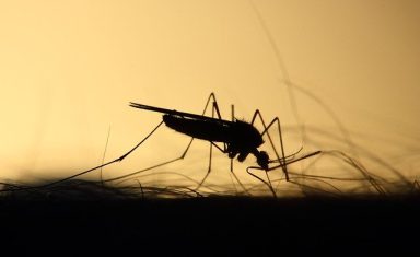 Mosquitoes can transmit heartworm to your pets at all times of year.